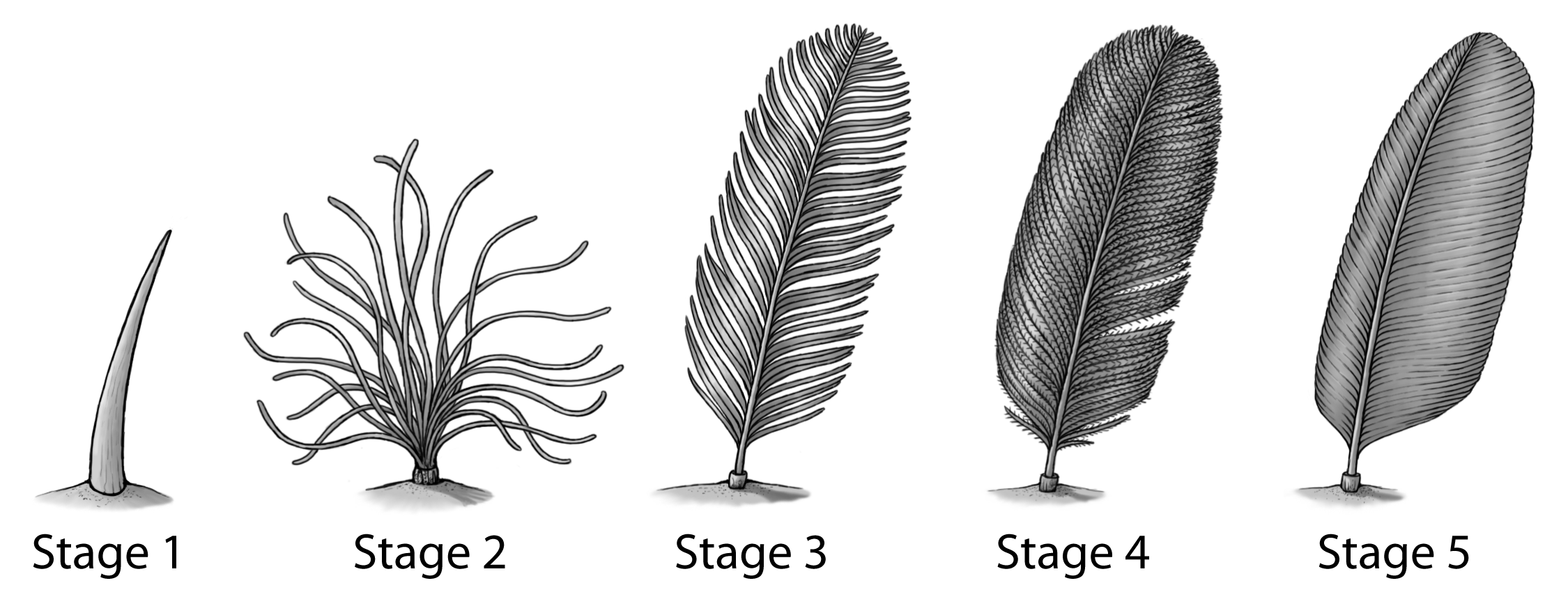 feather-evolution.gif