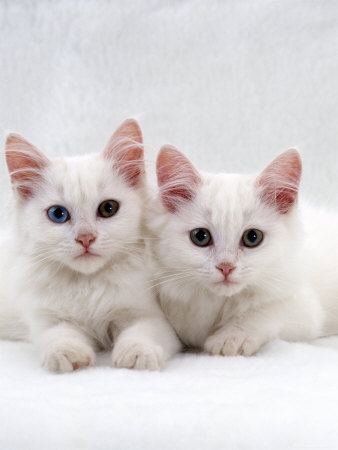 jane-burton-domestic-cat-white-semi-longhair-turkish-angora-kittens-one-with-odd-eyes.jpg