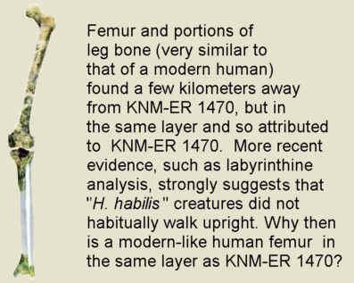 Human%20Femur.jpg