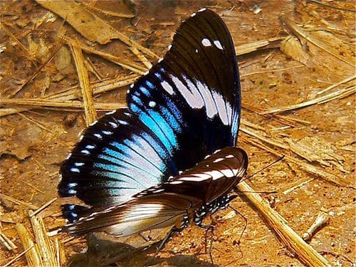 evolutionnews.org