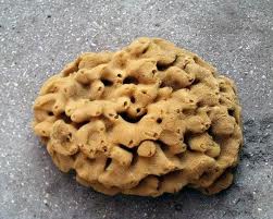 sea-sponge.jpg