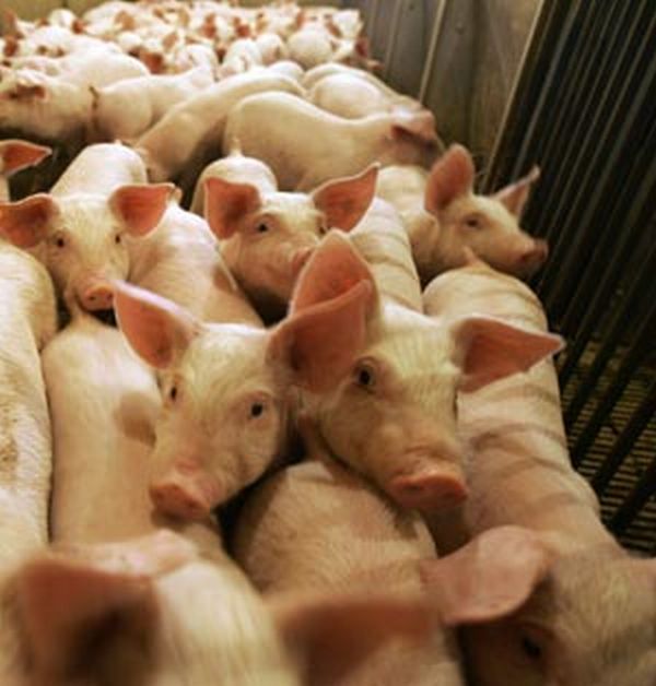 swine-flu1.jpg