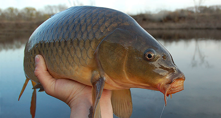 LongIsland-Carp.jpg