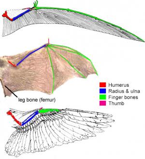 Wing_morphology.img_assist_custom.jpg