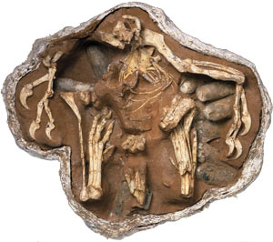 oviraptor_nest.jpg