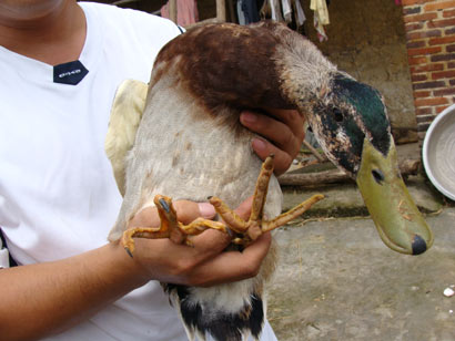duck-chicken-feet.jpg
