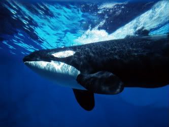 OrcaWhaleUnderwater.jpg