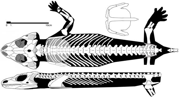 macroleter-postcranial588.jpg