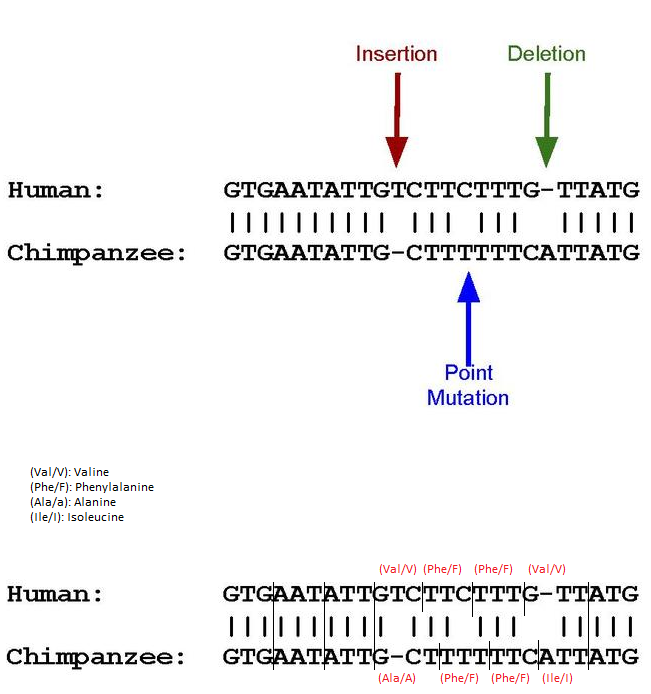 Pseudogeneandcode.png