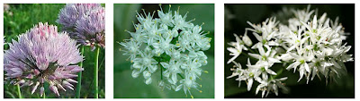 allium3.jpg