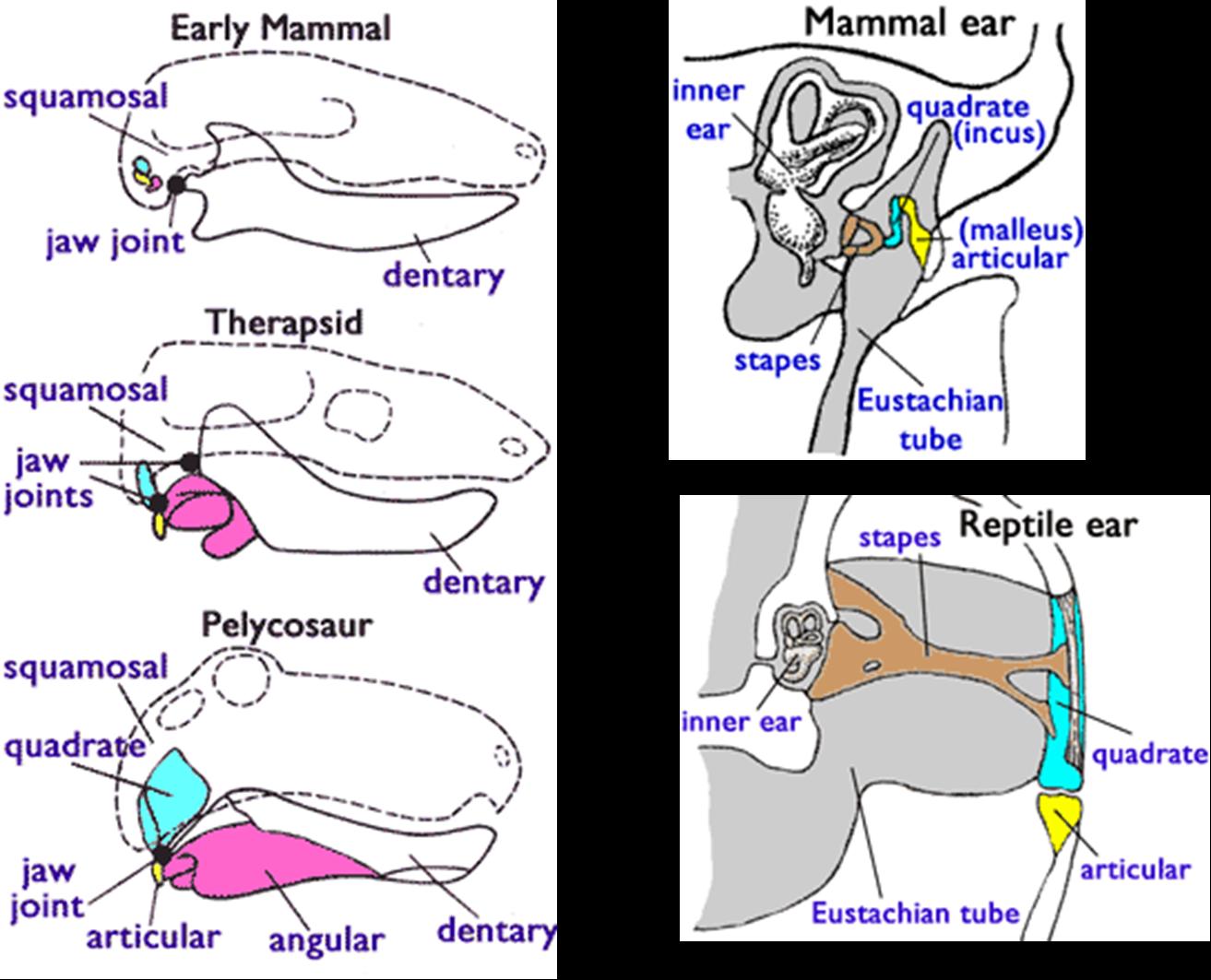 reptile-jaw-mammal-ear-comparison.jpg
