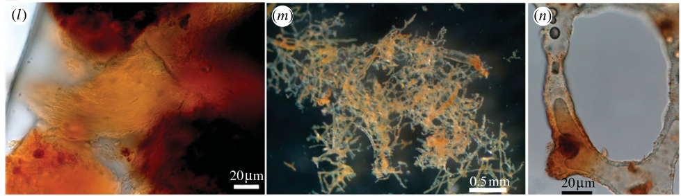T-rex-pigment-cells-vessels-PRSB2007.jpg