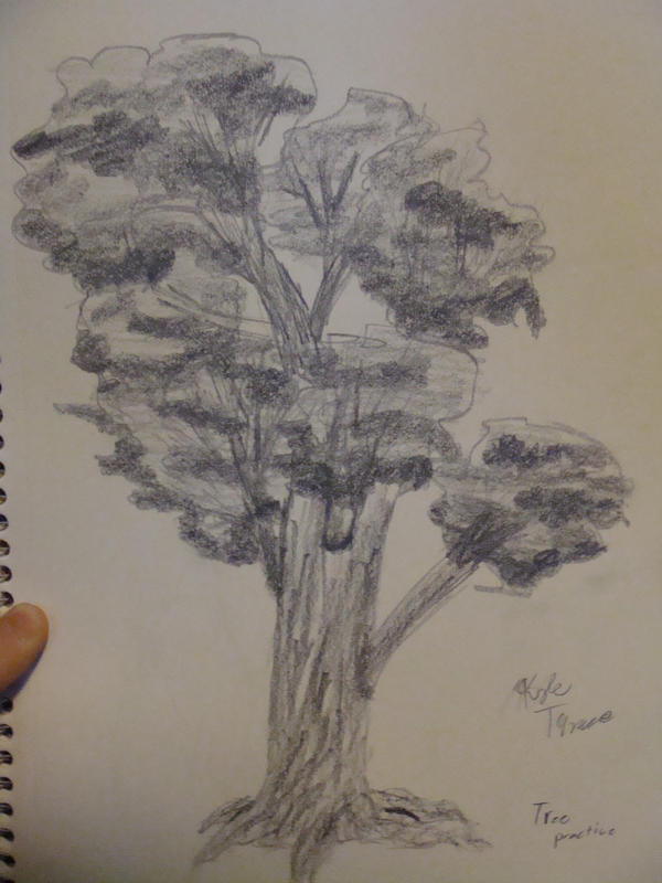 Tree_Study_by_Shydrow.jpg