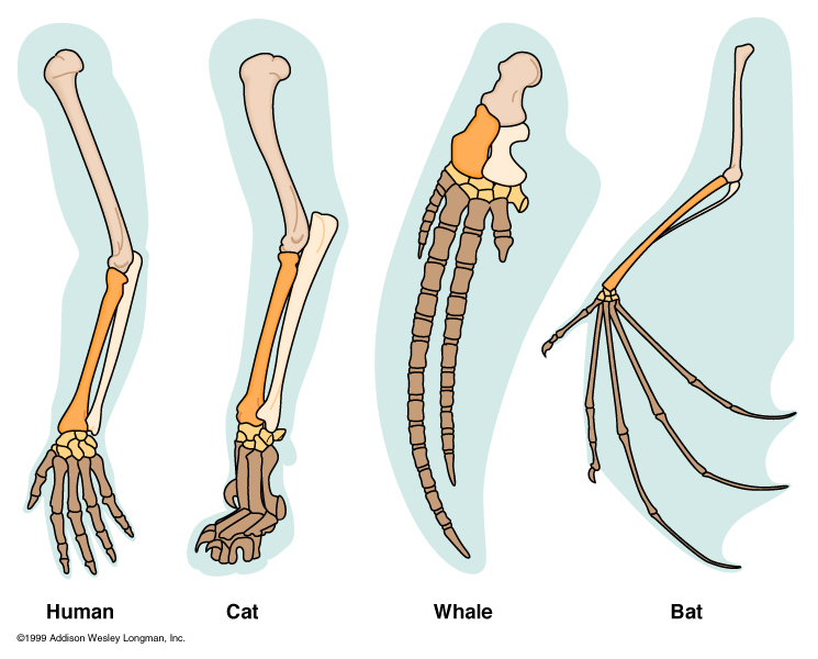 139393_forelimb_homology.jpg