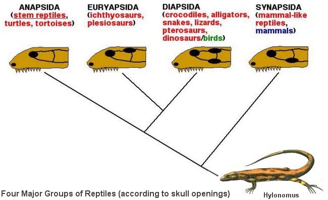 I10-33-reptiles.jpg
