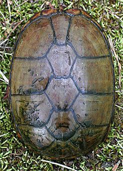 TurtleMudCarapace01.jpg