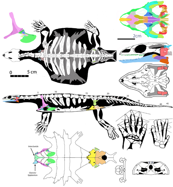 odontochelys588.jpg