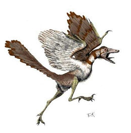 archaeopteryx.jpg