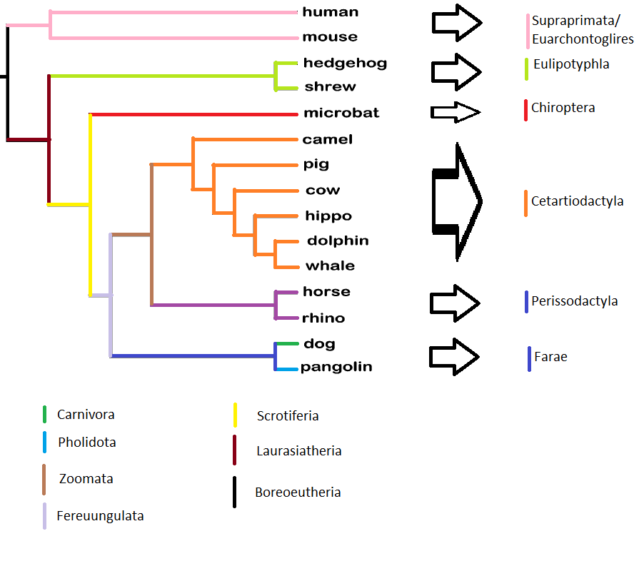 CladogramLaurasiatheria.png