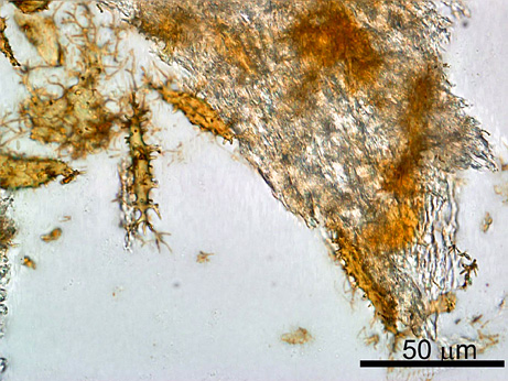 soft-tissue-hadrosaur.jpg