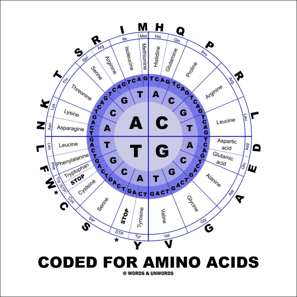 coded_for_amino_acids_genetic_code_dna_poster-r2e3f90088f2148bbbfa98a2a4a780698_is5s3_8byvr_1024.jpg