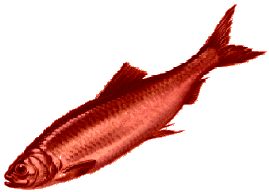 red-herring.gif