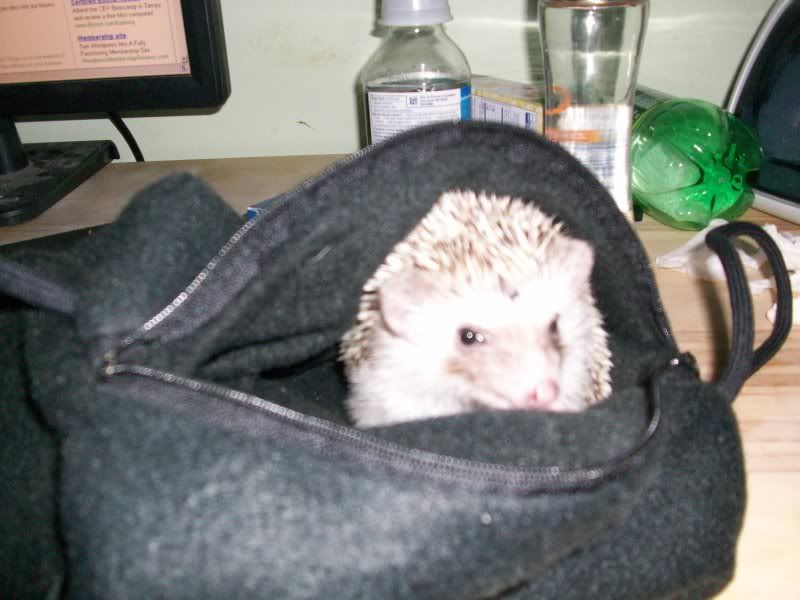 hedgie009.jpg