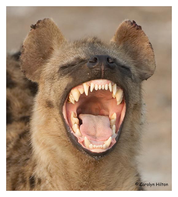 hyena-144.jpg