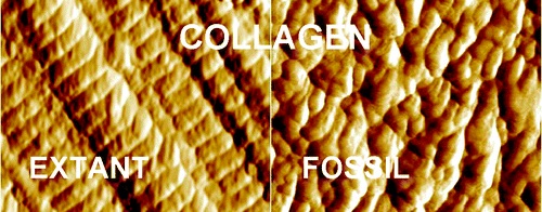 cretaceous-and-extant-collagen.jpg