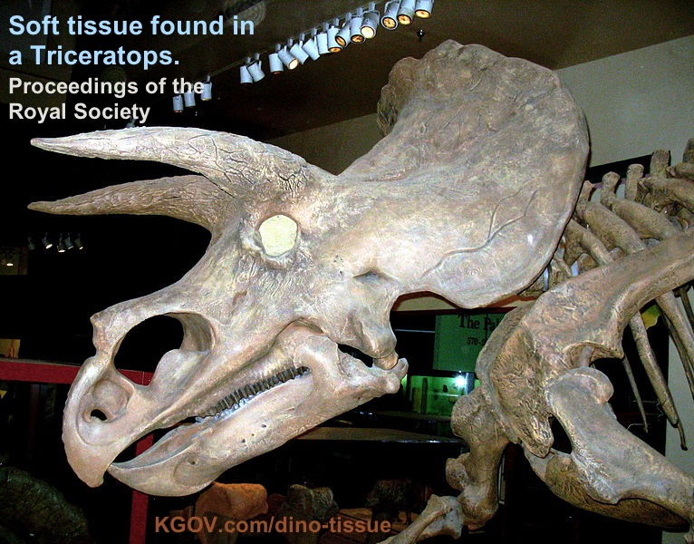 triceratops-horridus-soft-tissue.jpg