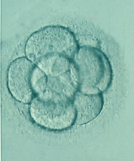 embryo-brochure.jpg