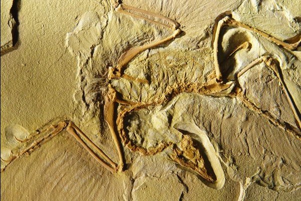 archaeopteryxfossil.jpg