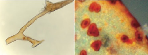 t-rexbloodvessels-cells.jpg