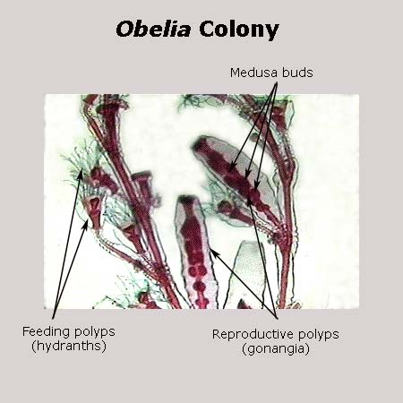 obelia_colony.jpg
