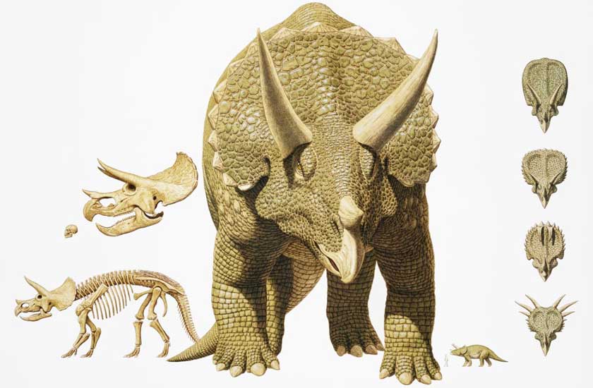 triceratops.giantarticle.jpg