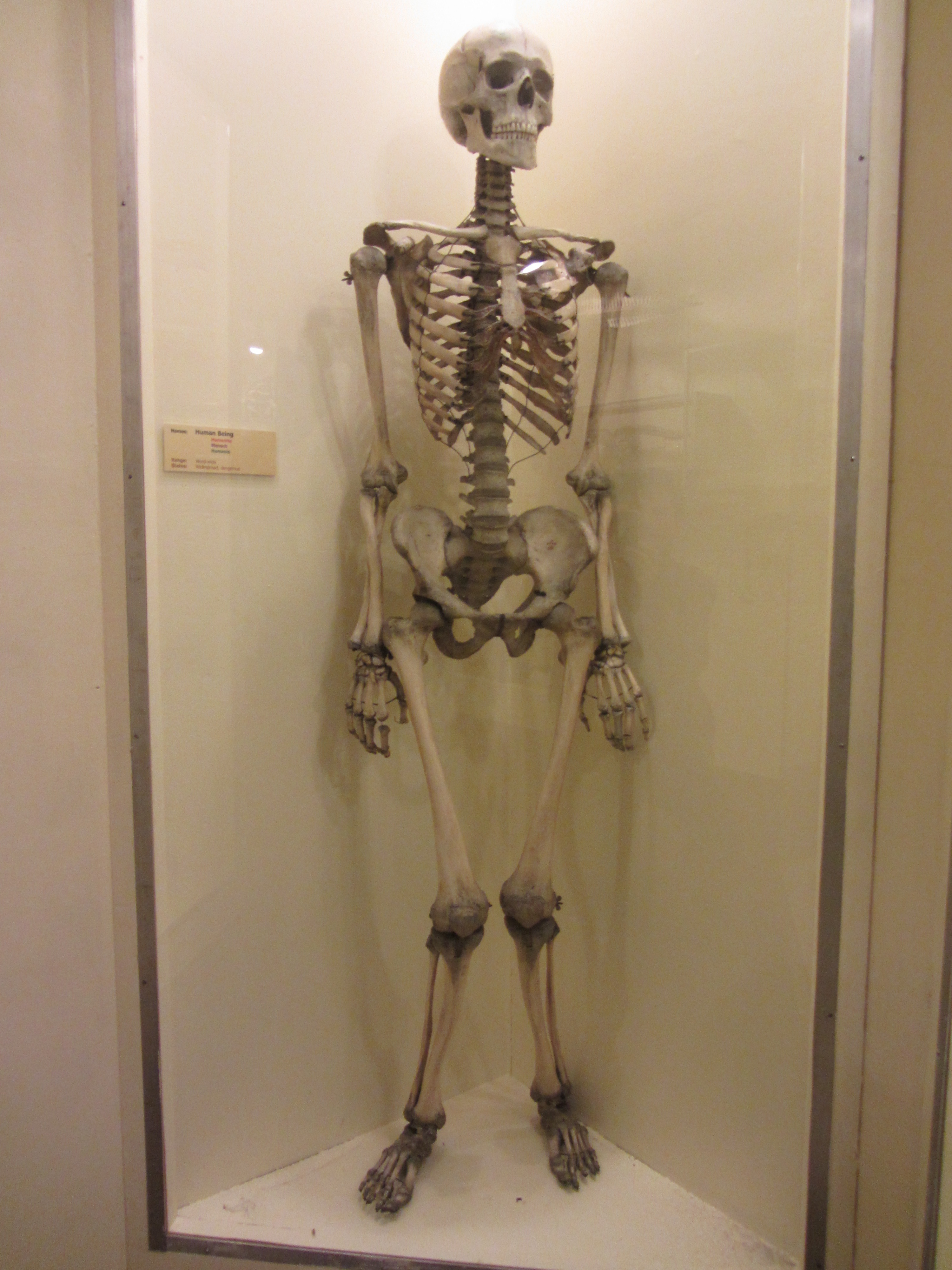 Human_skeleton_-Booth_Museum,_Brighton_and_Hove,_East_Sussex,_England-20Oct2011.jpg