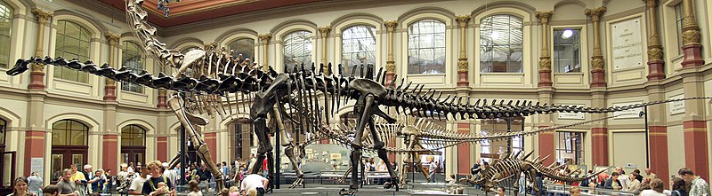 800px-Naturkundemuseum_Berlin_-_Dinosaurierhalle.jpg