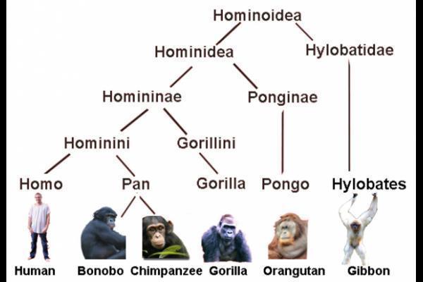 635336241897991956_hominidae-family-tree.jpg