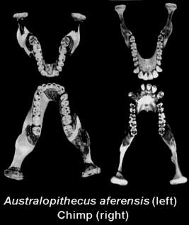 Australopithecus%20africanus%20jaw.jpg