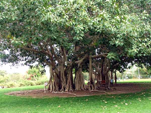 banyan-tree.jpg