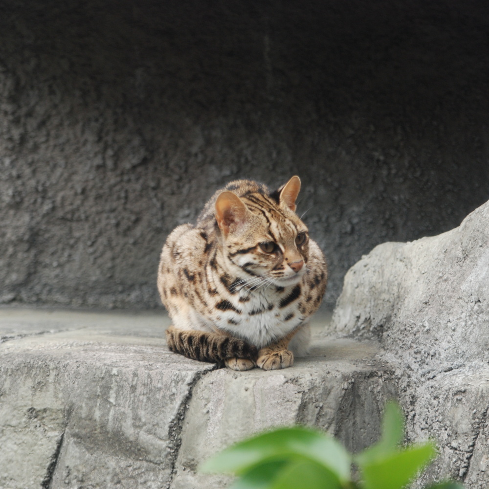 Leopard_Cat_Tennoji.jpg