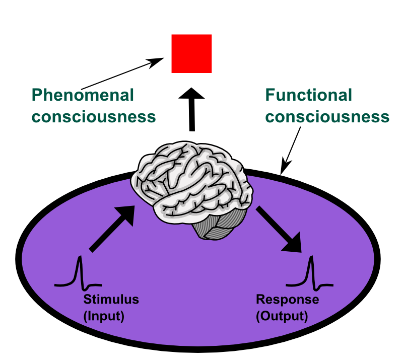 Consciousness_phenomenal-functional_%28en%29.png